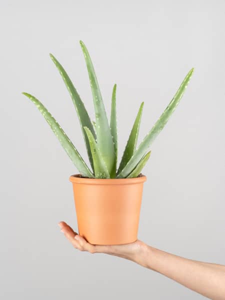 Aloe vera