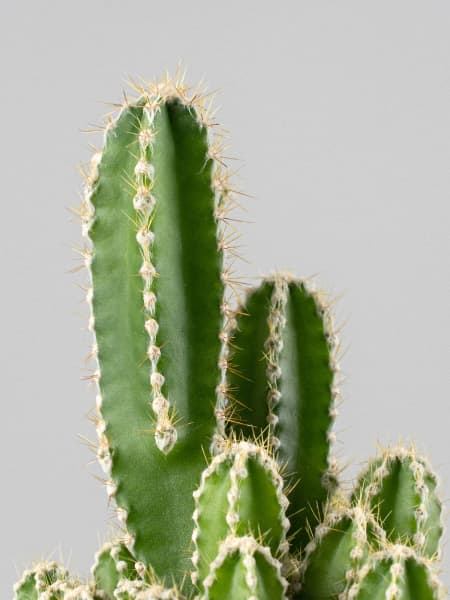 Cactus cereus peruvianus (antiradiaciones)