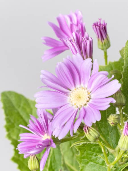 Pericallis × hybrida - Cineraria Senetti
