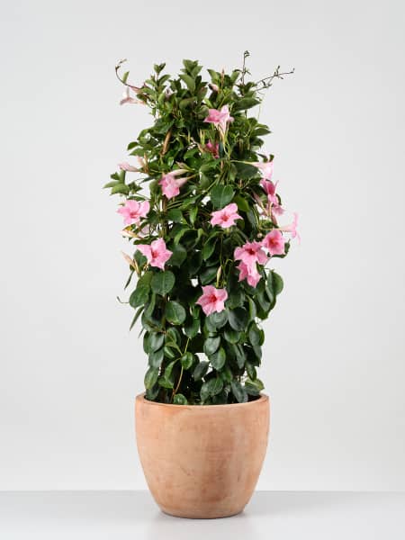 Dipladenia Mandevilla (doble arco)