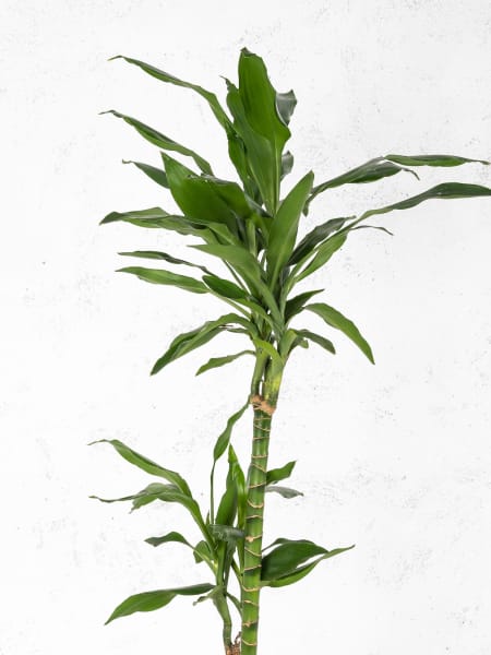 Dracaena 'Janet Lind'