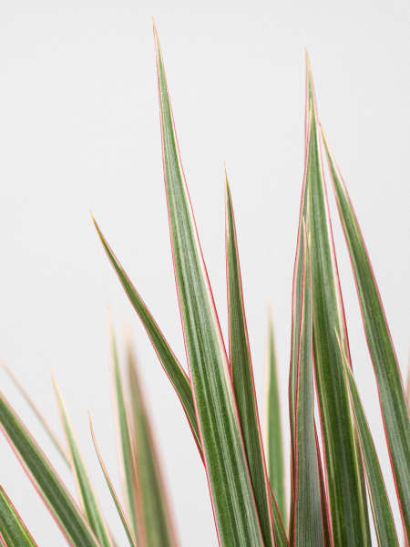 Dracaena marginata 'Bicolor'