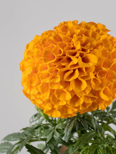 Tagetes erecta (Clavel de la india)