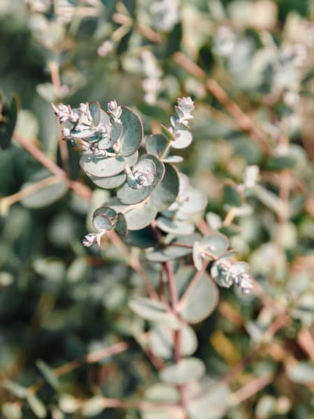 Eucalyptus gunnii