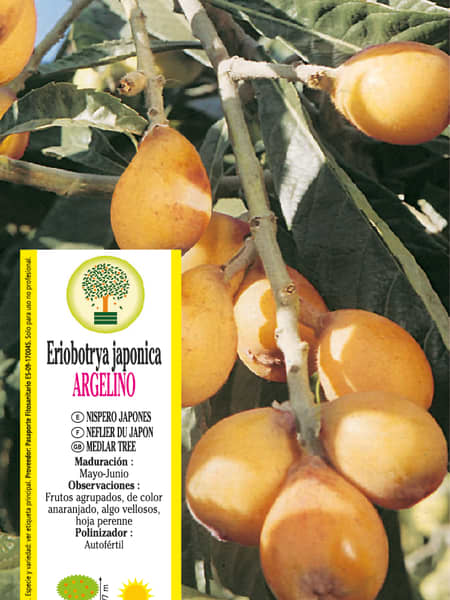 Níspero "Argelino" (Eriobotrya japonica)