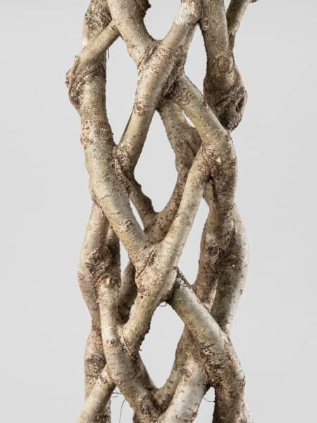 Ficus benjamina trenzado