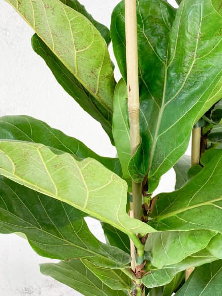 Ficus lyrata