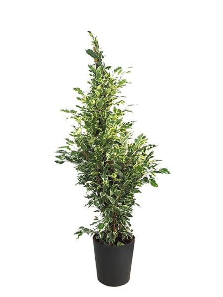 Ficus benjamina 'Twilight'