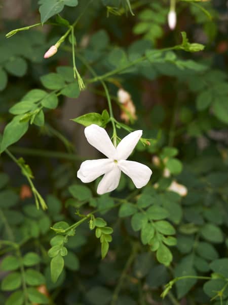Jazmín real (Jasminum grandiflorum)
