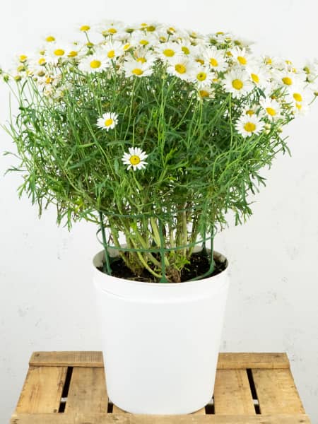 Margarita blanca (argyranthemun frutencens)