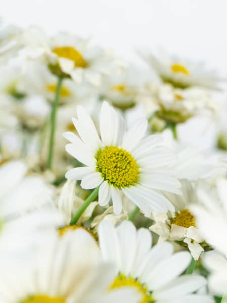 Margarita blanca (argyranthemun frutencens)