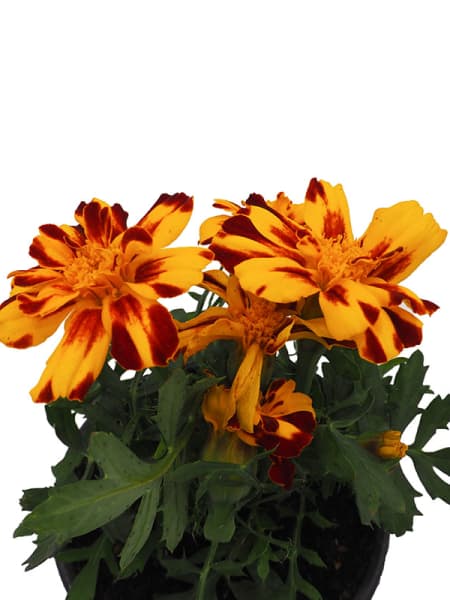 Tagetes patula (Clavel de moro)