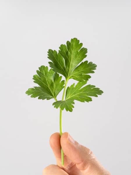 Perejil liso - Planta aromática