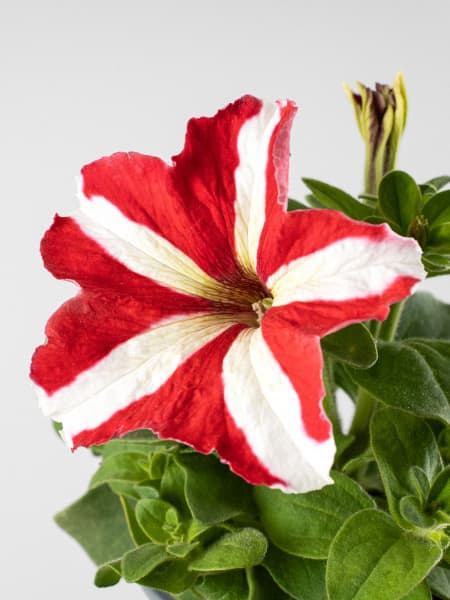 Petunia grandiflora