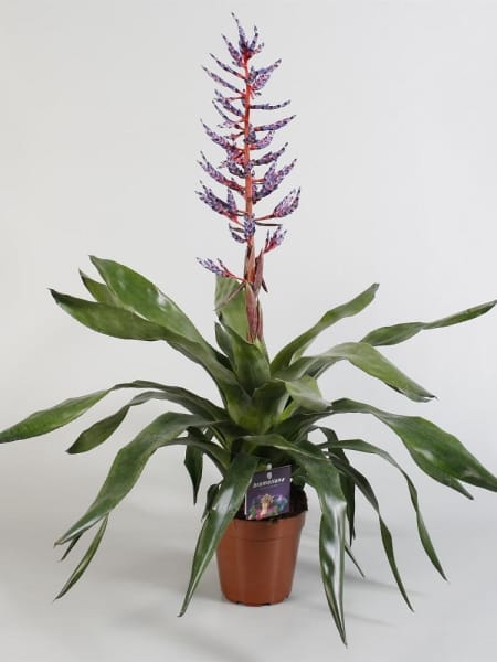 Aechmea 'Blue rain'