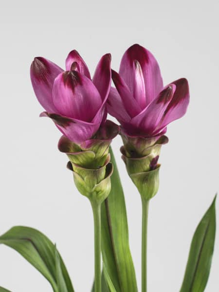 Curcuma alismatifolia - Tulipán de Siam