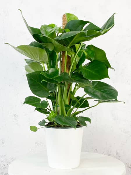 Monstera deliciosa con tutor (Costilla de Adán)