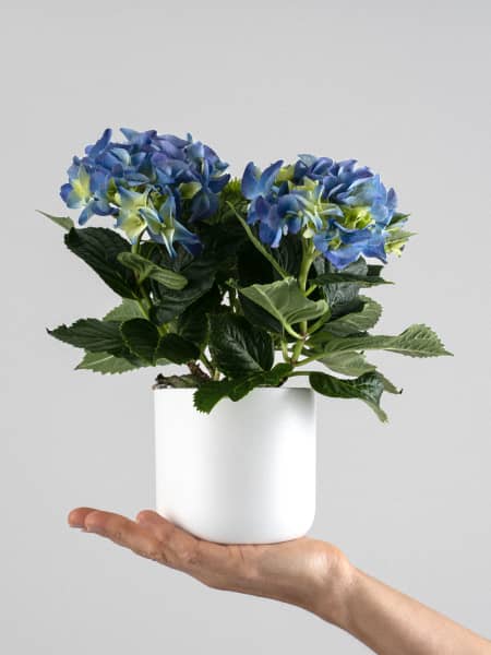 Hortensia de Interior mini