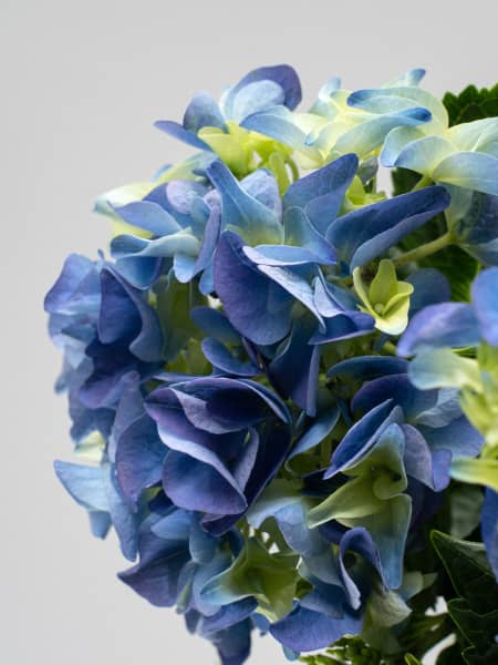 Hortensia de Interior mini