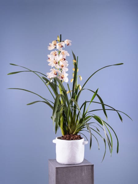Orquídea Cymbidium