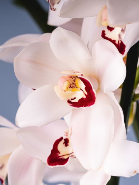 Orquídea Cymbidium