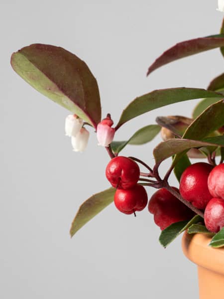 Gaultheria procumbens 'Big Berry'