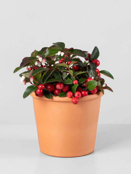 Gaultheria procumbens 'Big Berry'