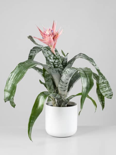 Las mejores ofertas en Cactus decoración floral de plástico blanco