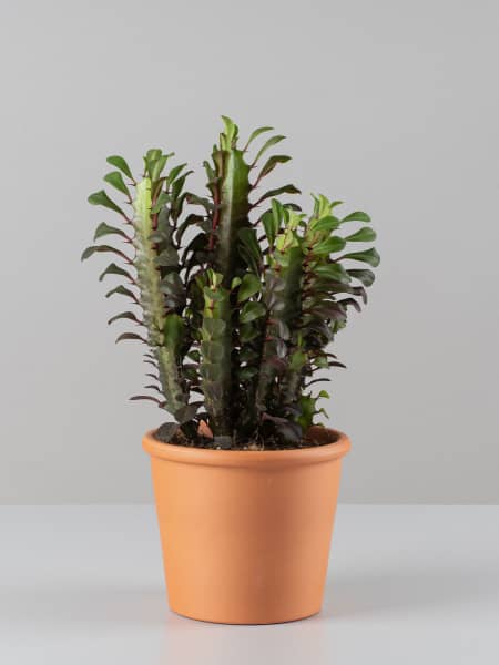 Euphorbia trigona rubra