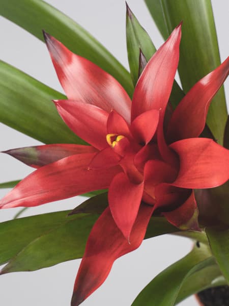 Guzmania 'Blitz'