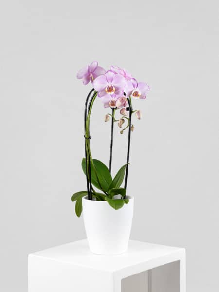 Orquídea Phalaenopsis Cascada (2 varas)