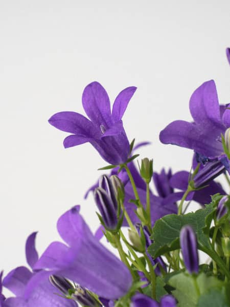 Campanula portenschlagiana