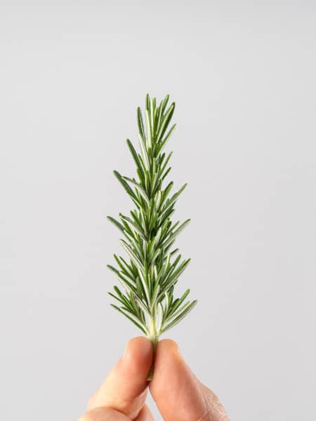 Romero Rastrero (rosmarinus officinalis prostratus) - Planta aromática