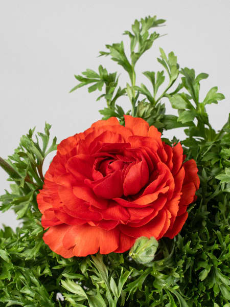 Ranunculus asiaticus