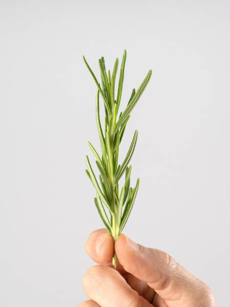 Romero (rosmarinus officinalis) - Planta aromática