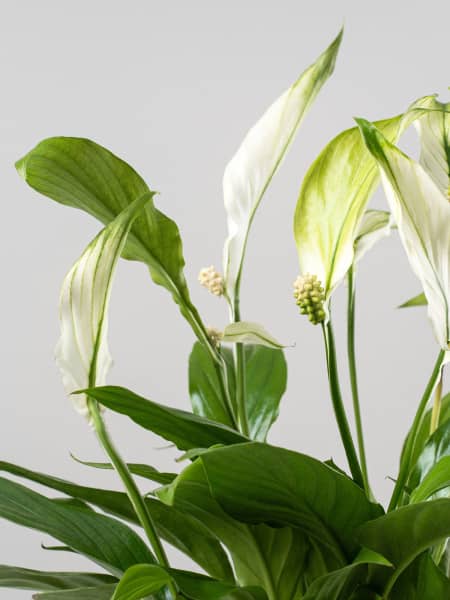 Espatifilo (spathiphyllum)