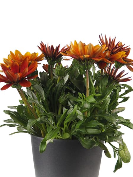 Gazania rigens