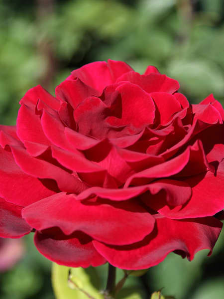 Rosal Mister Lincoln®