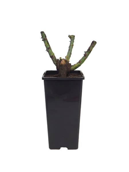 Rosal Mister Lincoln®