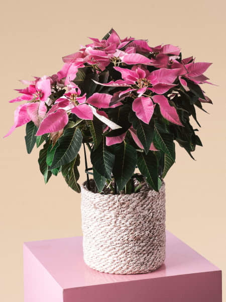 Flor de Pascua Rosa 'Princettia Pink'