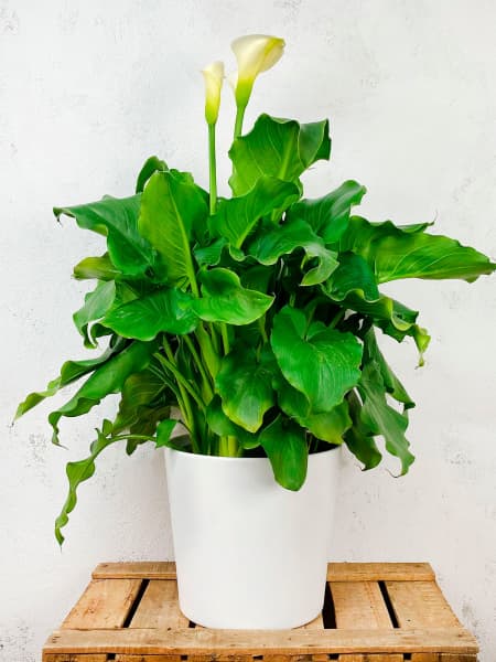 Zantedeschia aethiopica (Cala blanca)