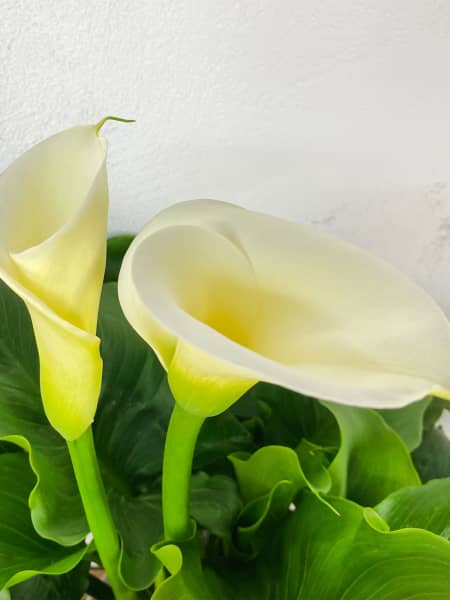 Zantedeschia aethiopica (Cala blanca)