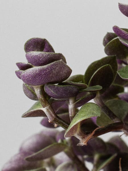 Callisia repens 'Turtle Eden Elegance'