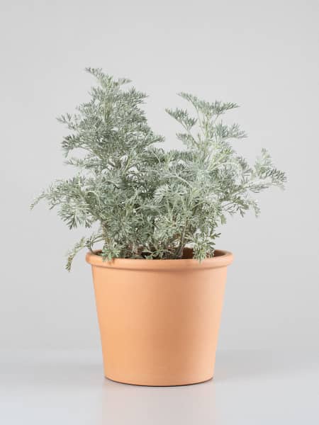 Artemisia arborescens 'Powis Castle'