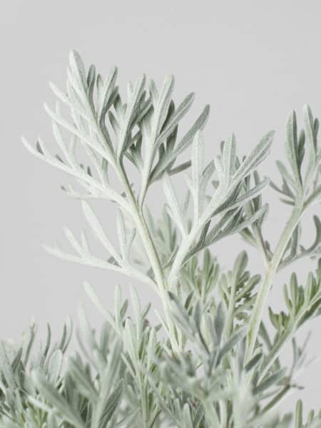 Artemisia arborescens 'Powis Castle'