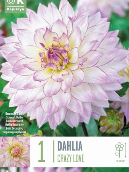 Bulbos de Dahlia 'Crazy Love'
