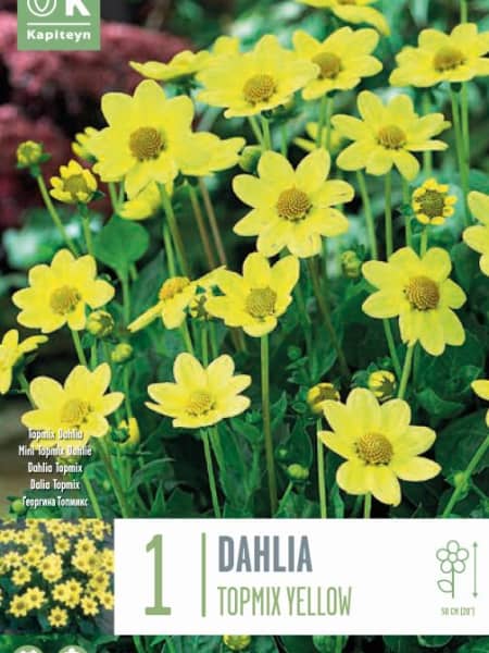 Bulbos de Dahlia 'Topmix Yellow'