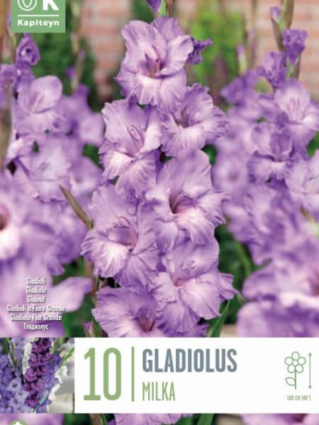 Bulbos de Gladiolus 'Milka'