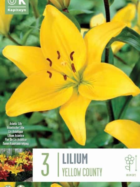 Bulbos Lilium Country Amarillo 3uds