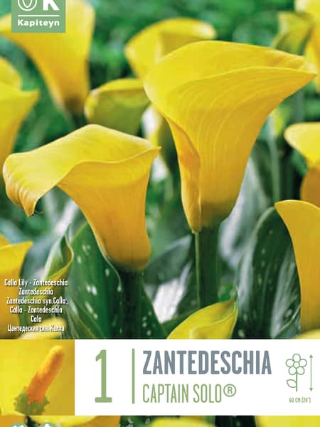 Bulbos de Zantedeschia 'Captain Ceres'